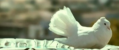 pigeon